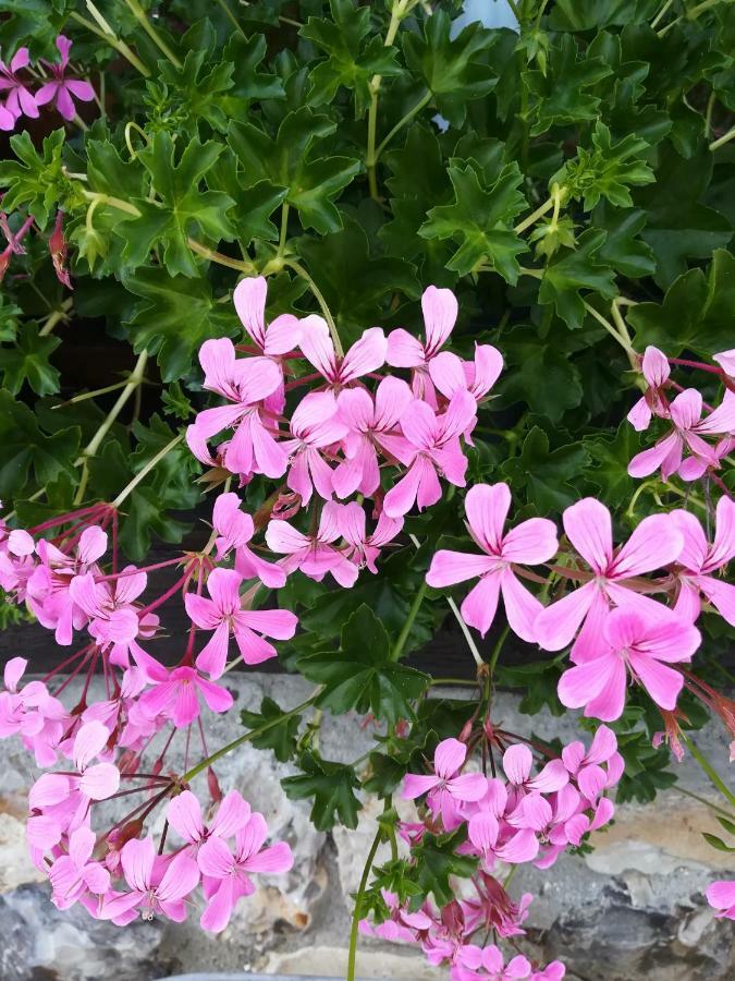 Le Clos Des Hortensias Toutainville Luaran gambar