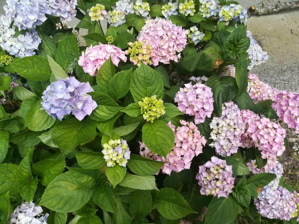 Le Clos Des Hortensias Toutainville Luaran gambar